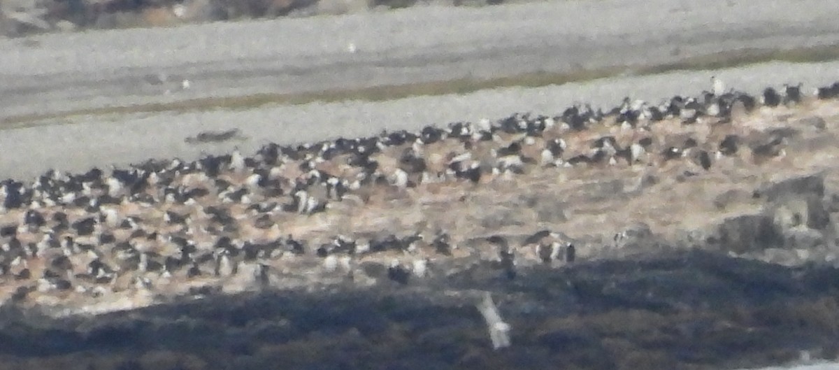 Magellanic Penguin - ML646544523