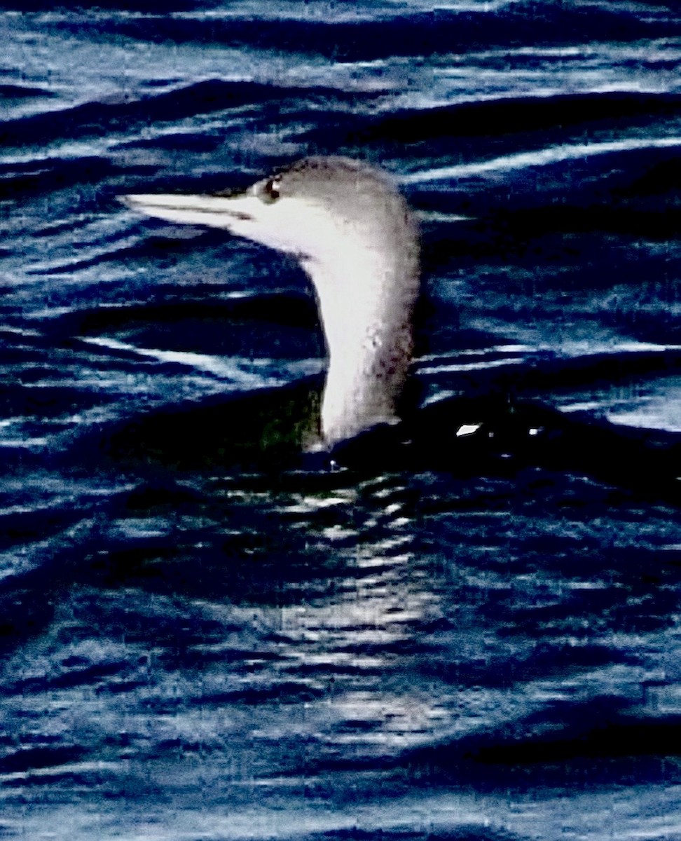 Red-throated Loon - ML646544524