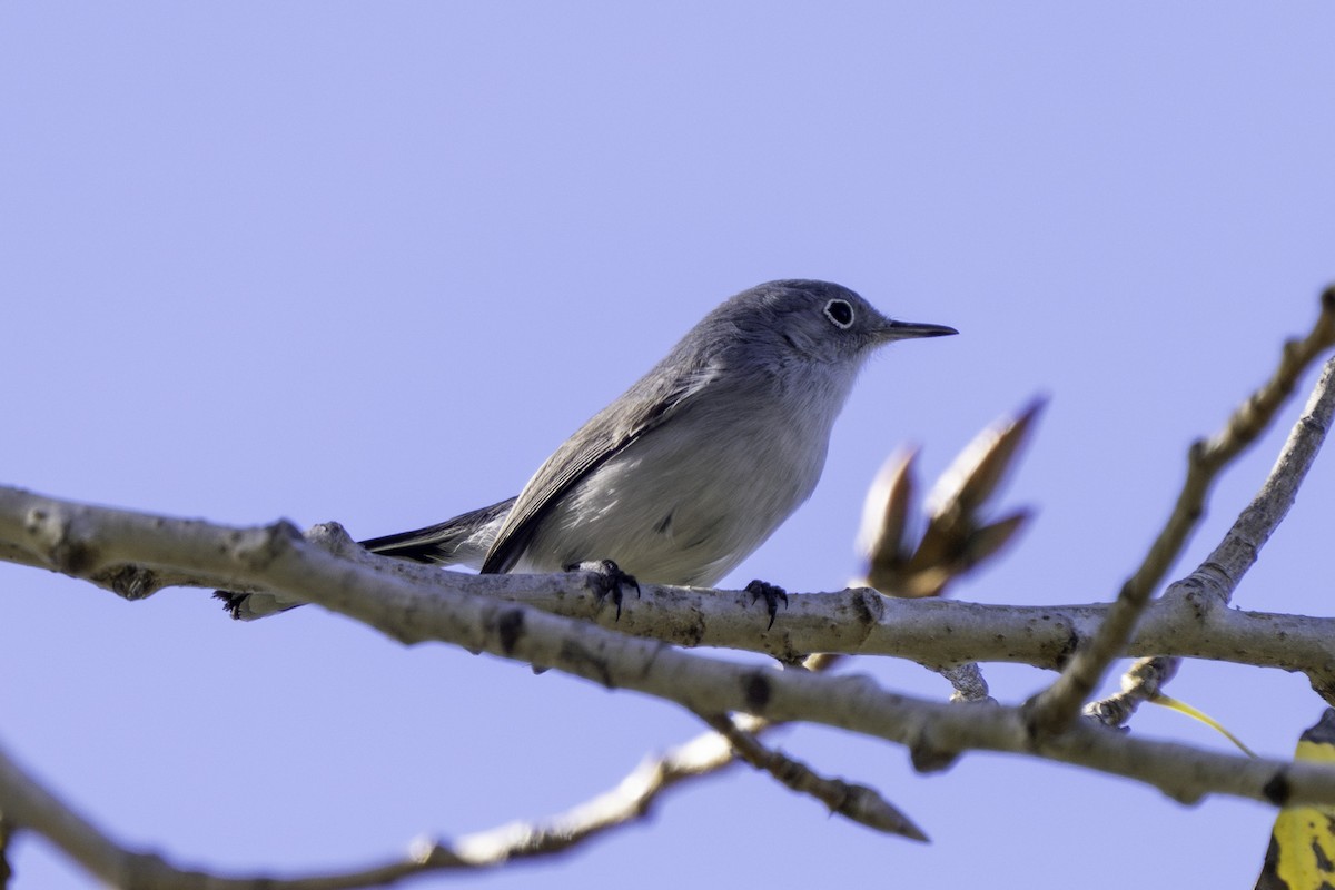 Blue-gray Gnatcatcher - ML646544529