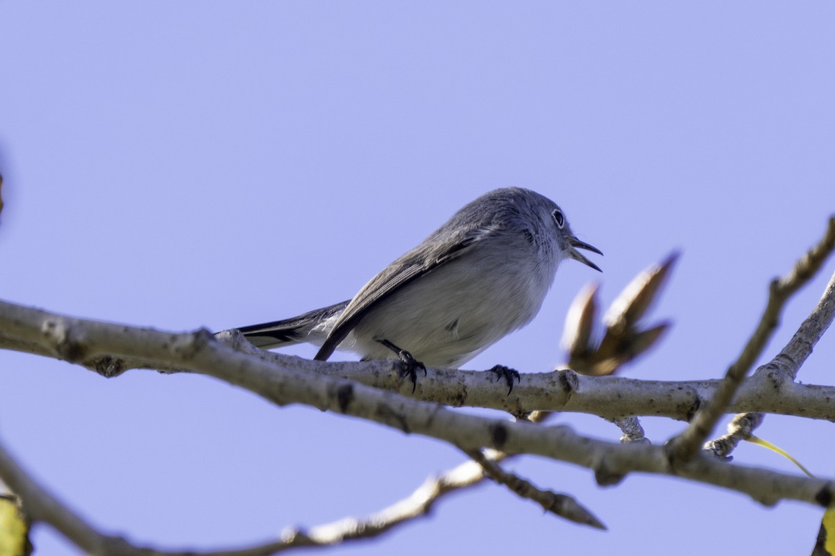 Blue-gray Gnatcatcher - ML646544530