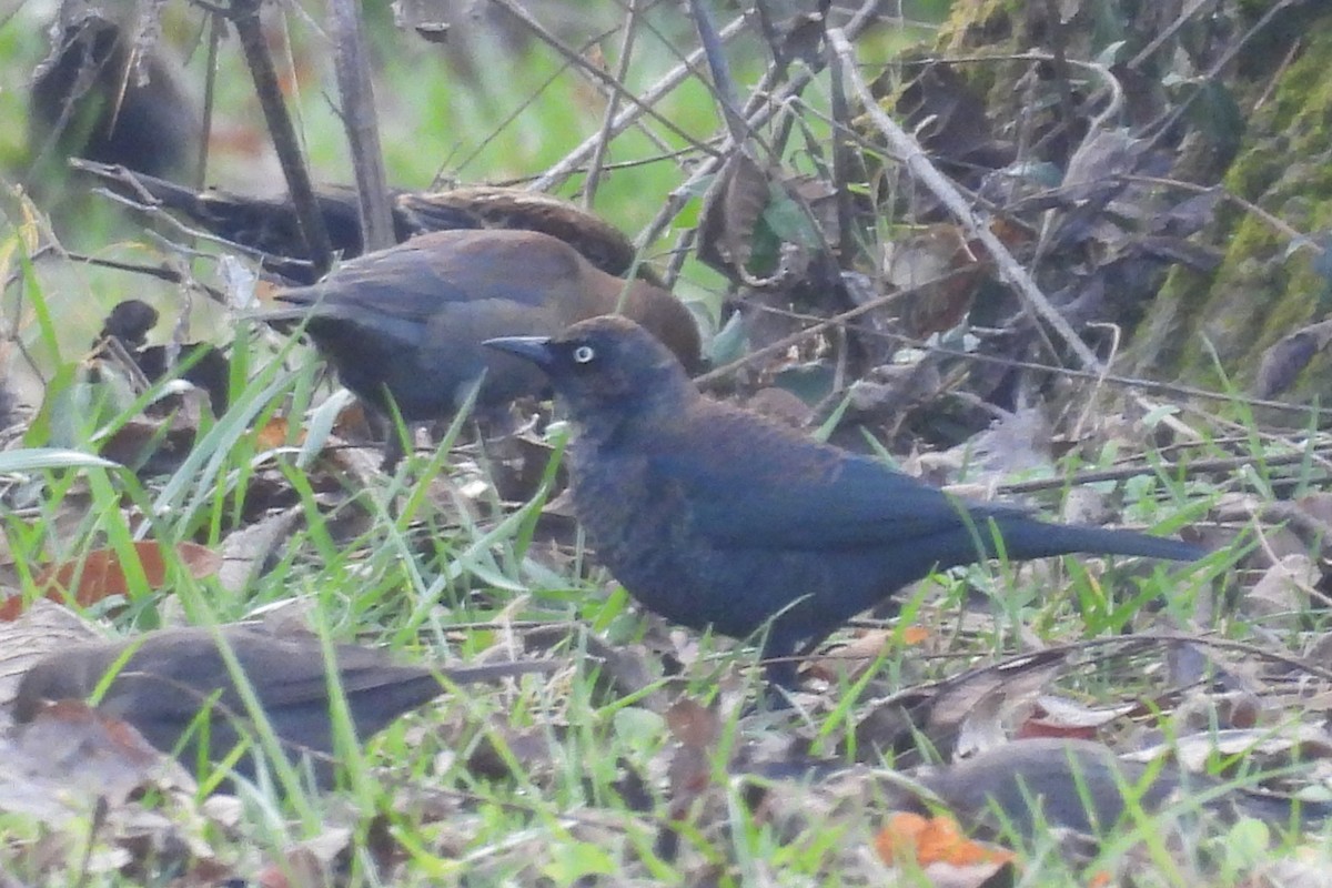 Rusty Blackbird - ML646544531
