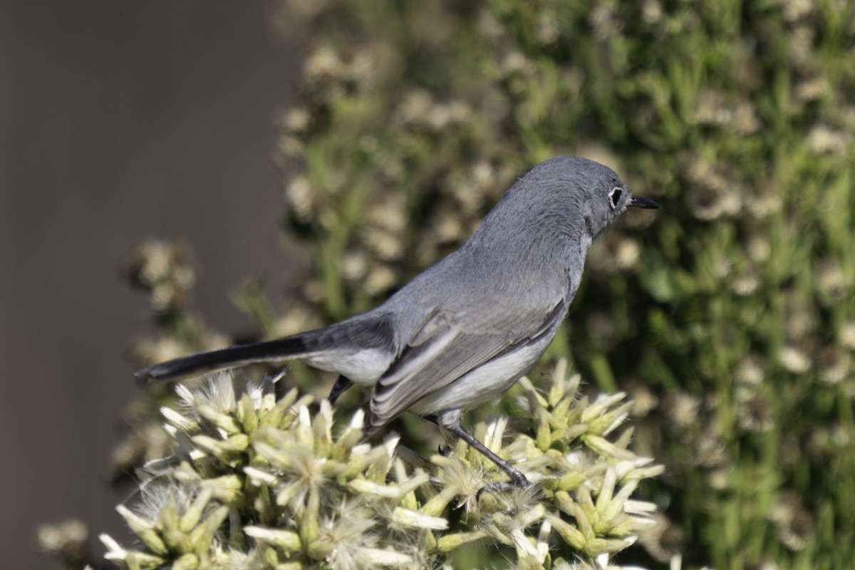 Blue-gray Gnatcatcher - ML646544532