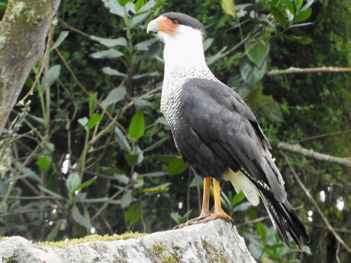 Crested Caracara (Northern) - ML646544536