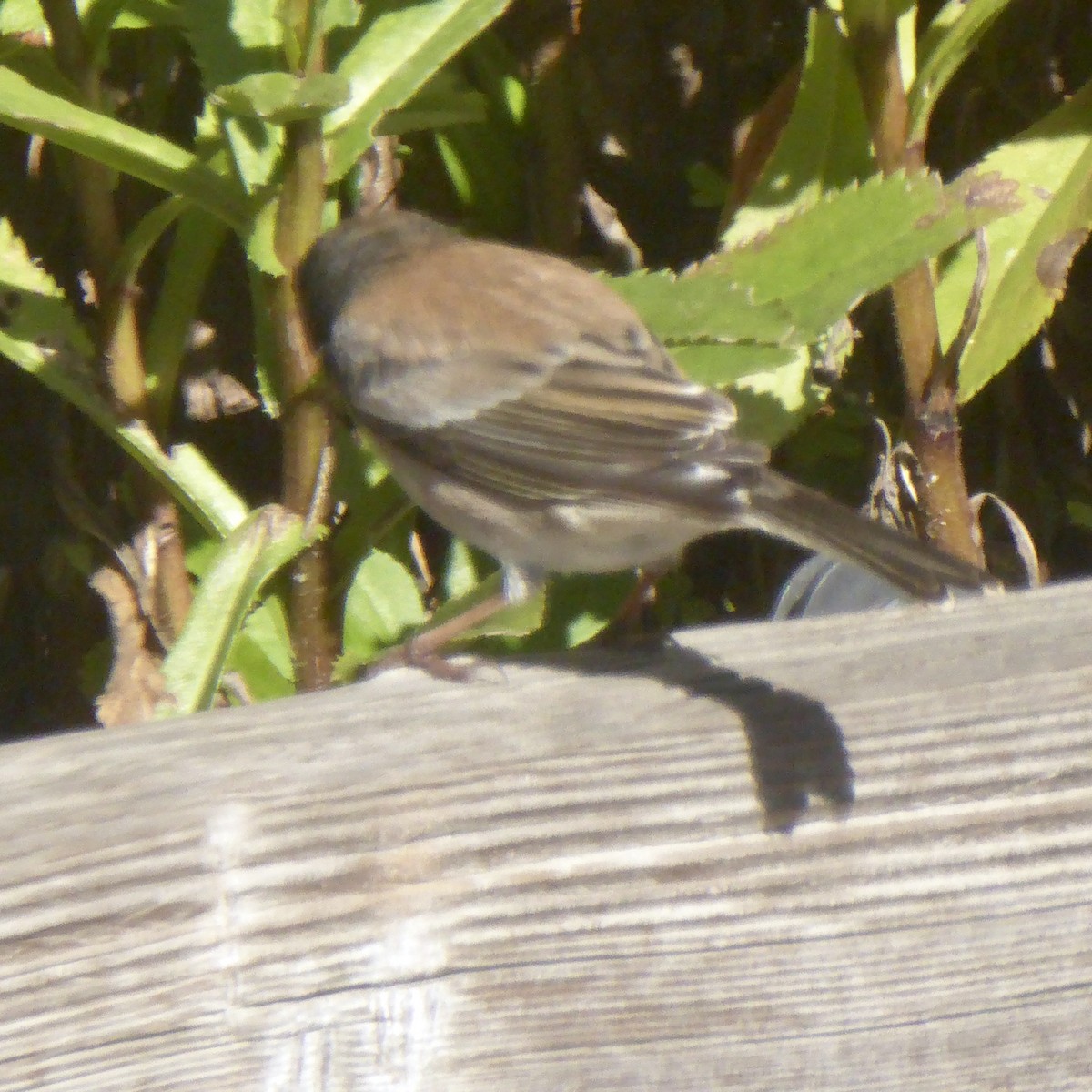 Dark-eyed Junco - ML646544537