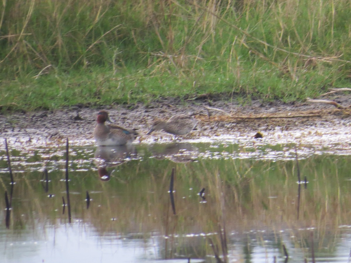 Green-winged Teal - ML646544538