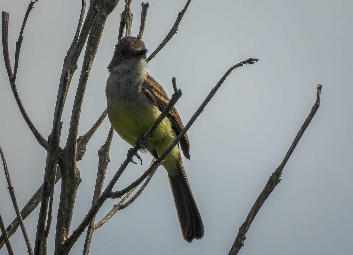 Short-crested Flycatcher - ML646544539