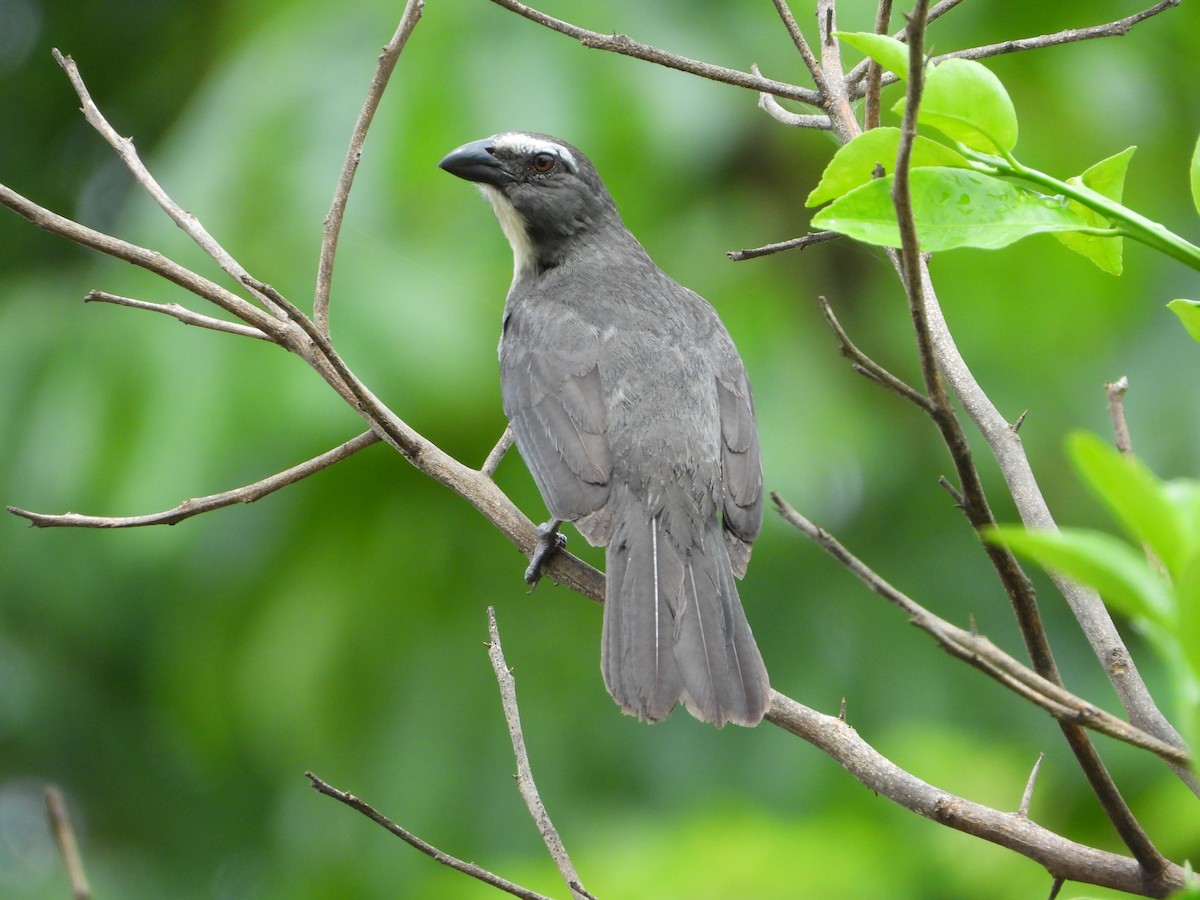 Bluish-gray Saltator - ML646544540