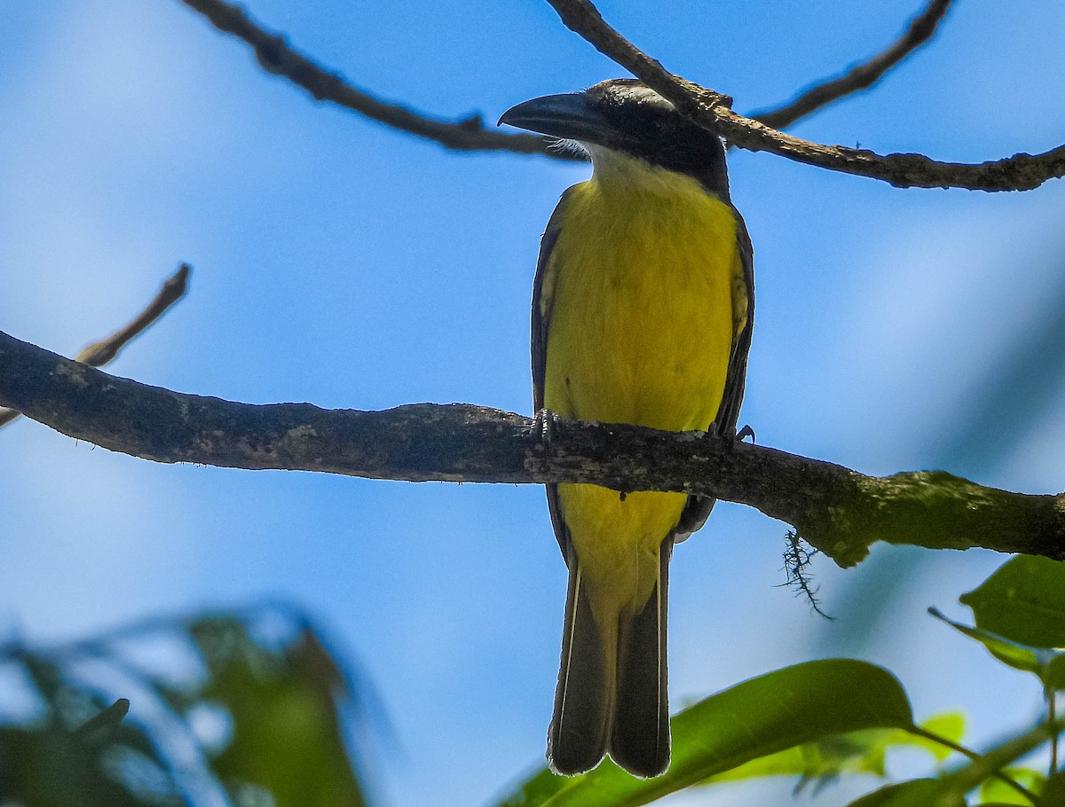 Boat-billed Flycatcher - ML646544544