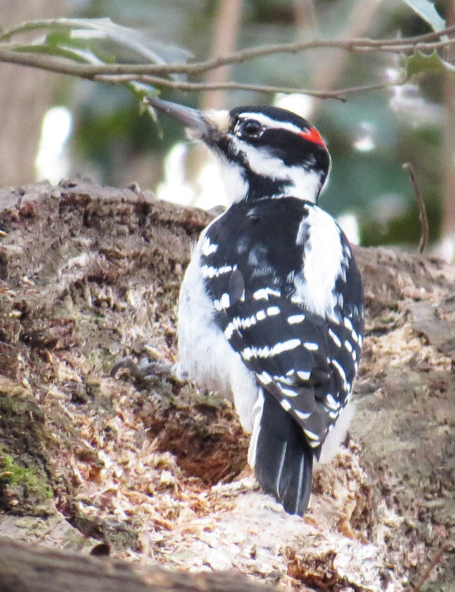 Hairy Woodpecker - ML646544545