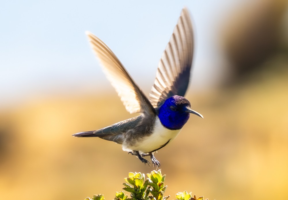 Ecuadorian Hillstar - ML646544546