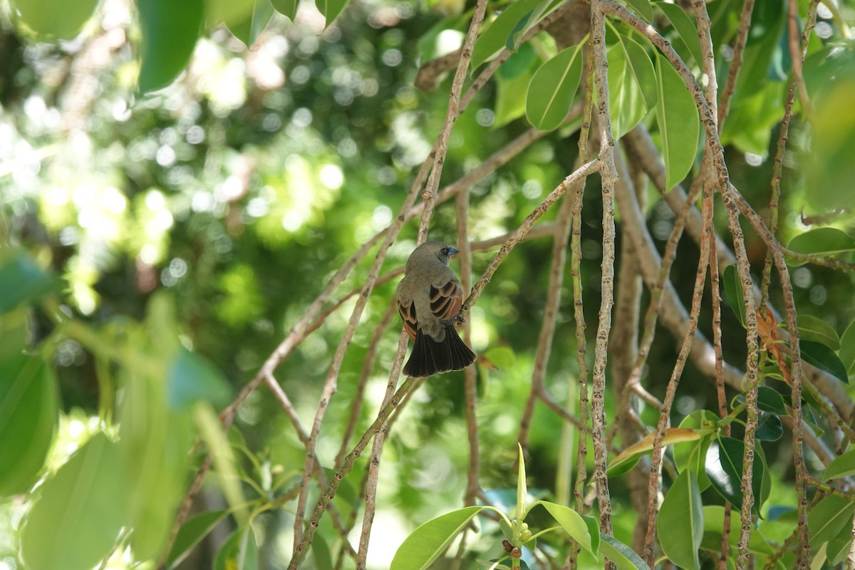 Grayish Baywing - ML646544547