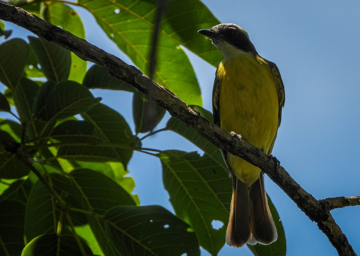 Social Flycatcher - ML646544549