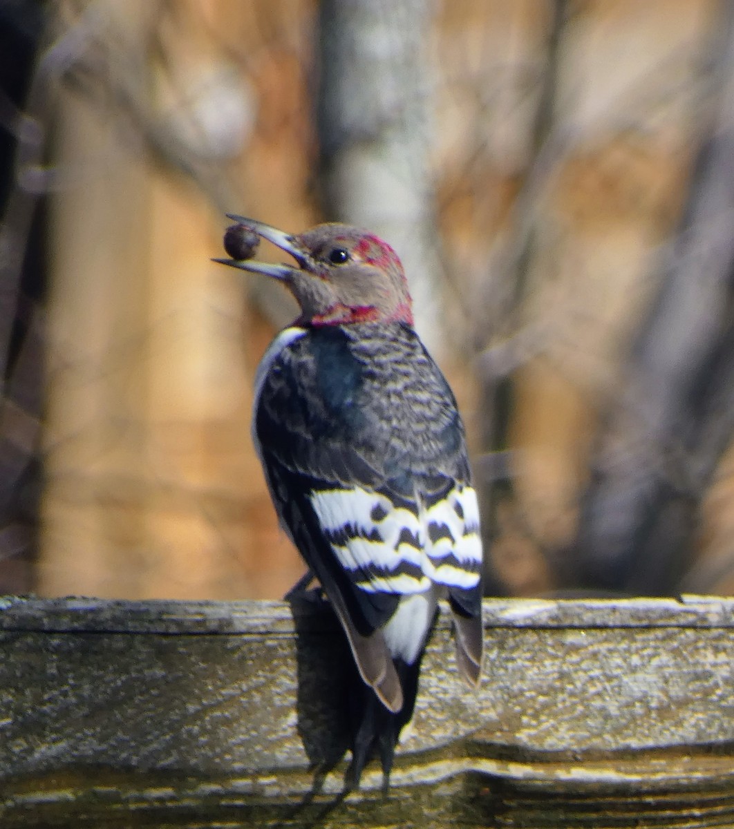 Red-headed Woodpecker - ML646544550