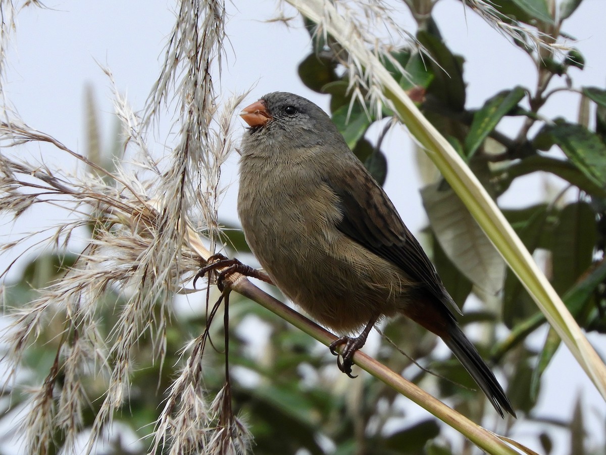 Plain-colored Seedeater - ML646544556