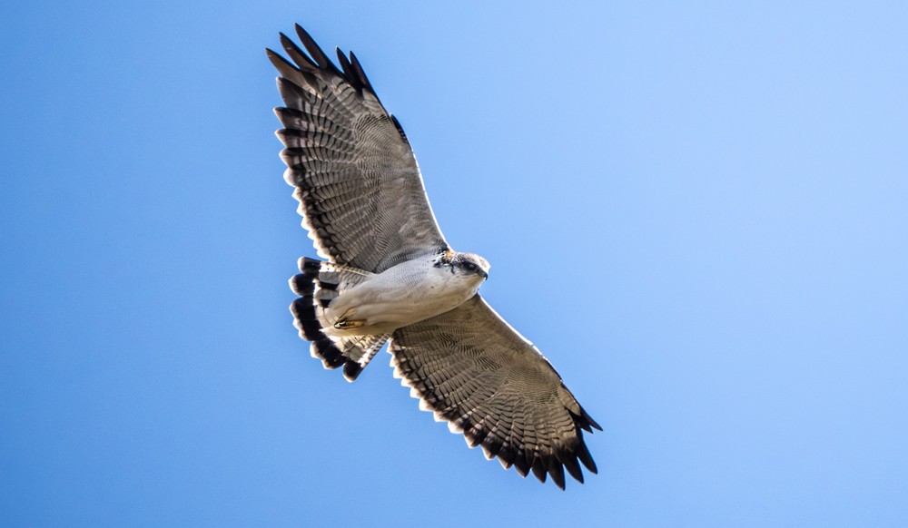 Variable Hawk - ML646544558