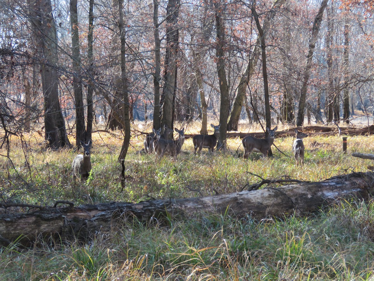 Venado de cola blanca - ML646544562