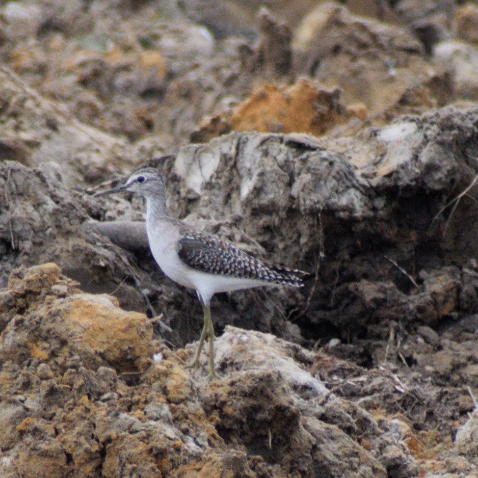 Orman Düdükçünü - ML646544563