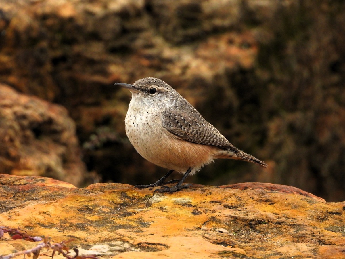 střízlík skalní - ML646544564