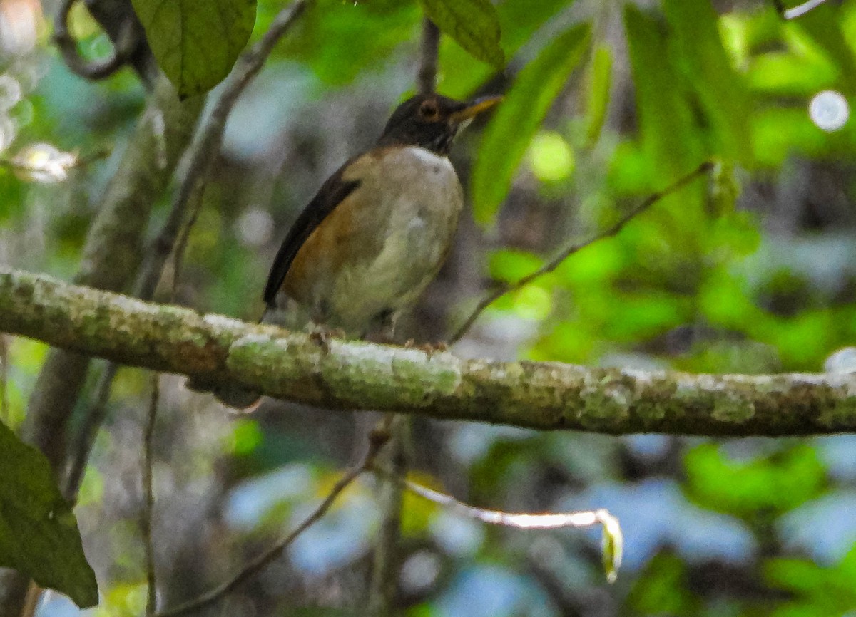 White-necked Thrush - ML646544565