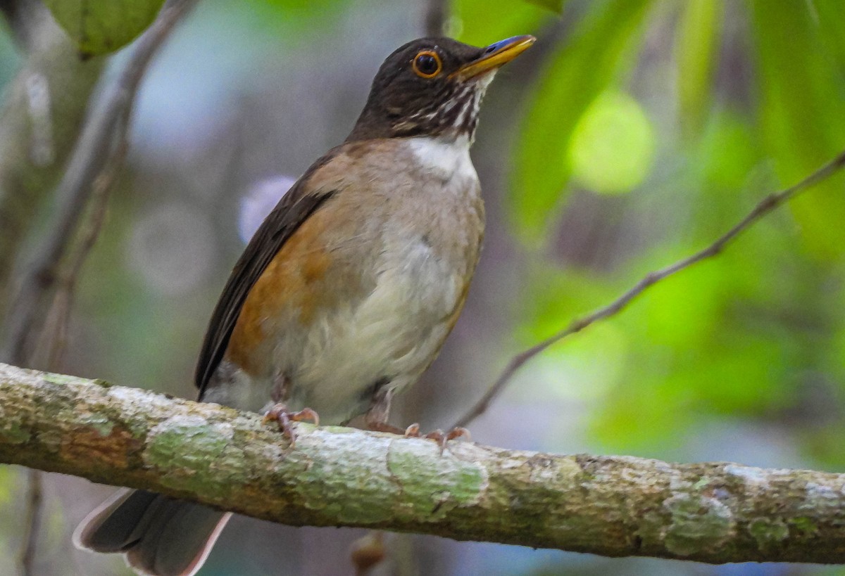 White-necked Thrush - ML646544566