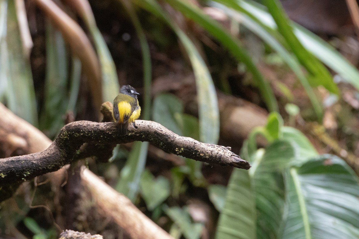 Ornate Flycatcher (Western) - ML646544567