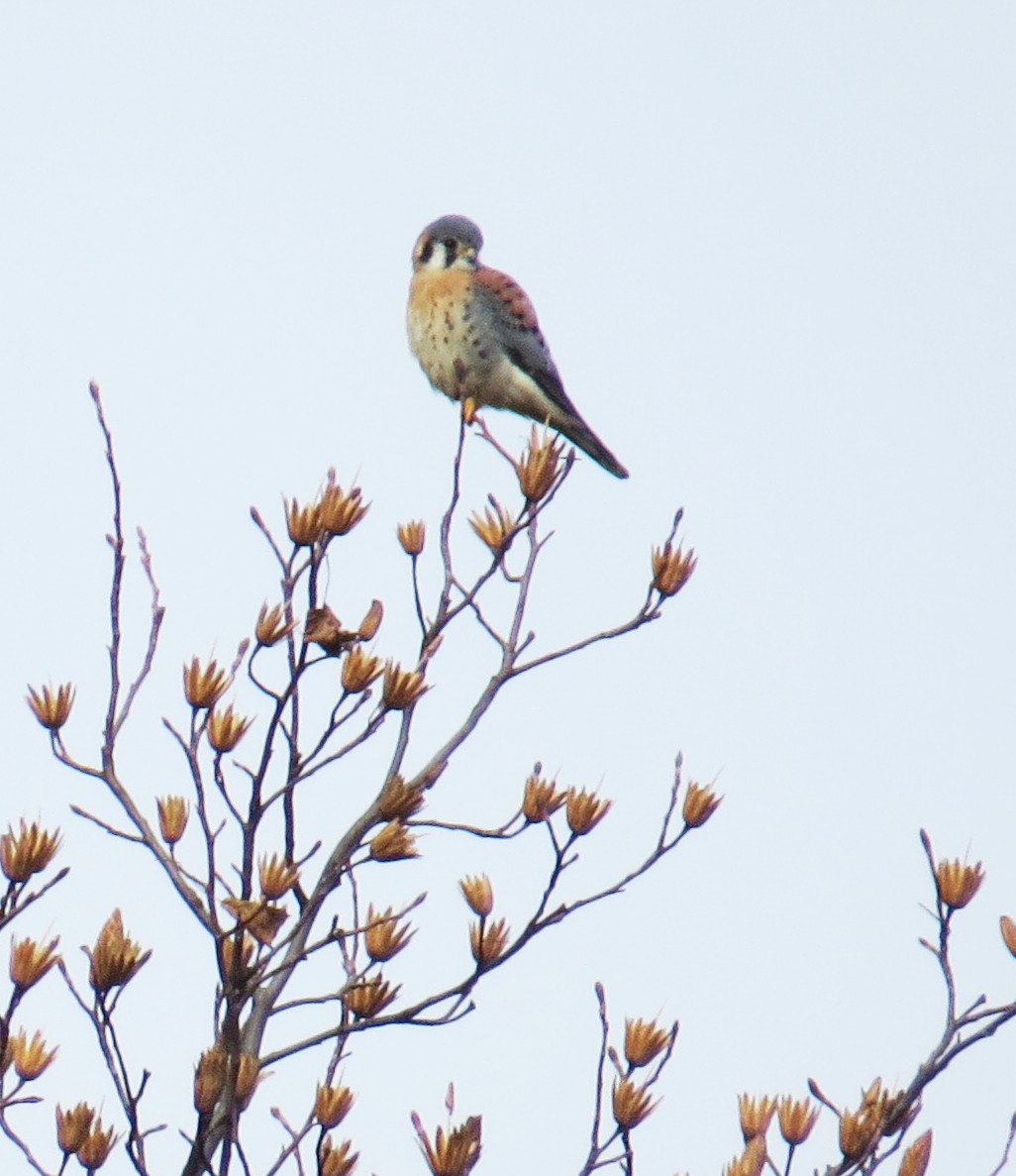 American Kestrel - ML646544568