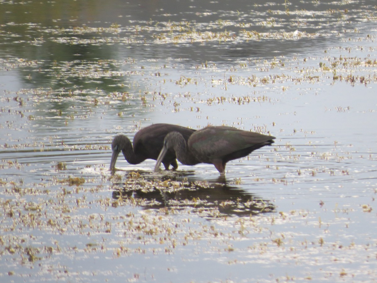 Glossy Ibis - ML646544570