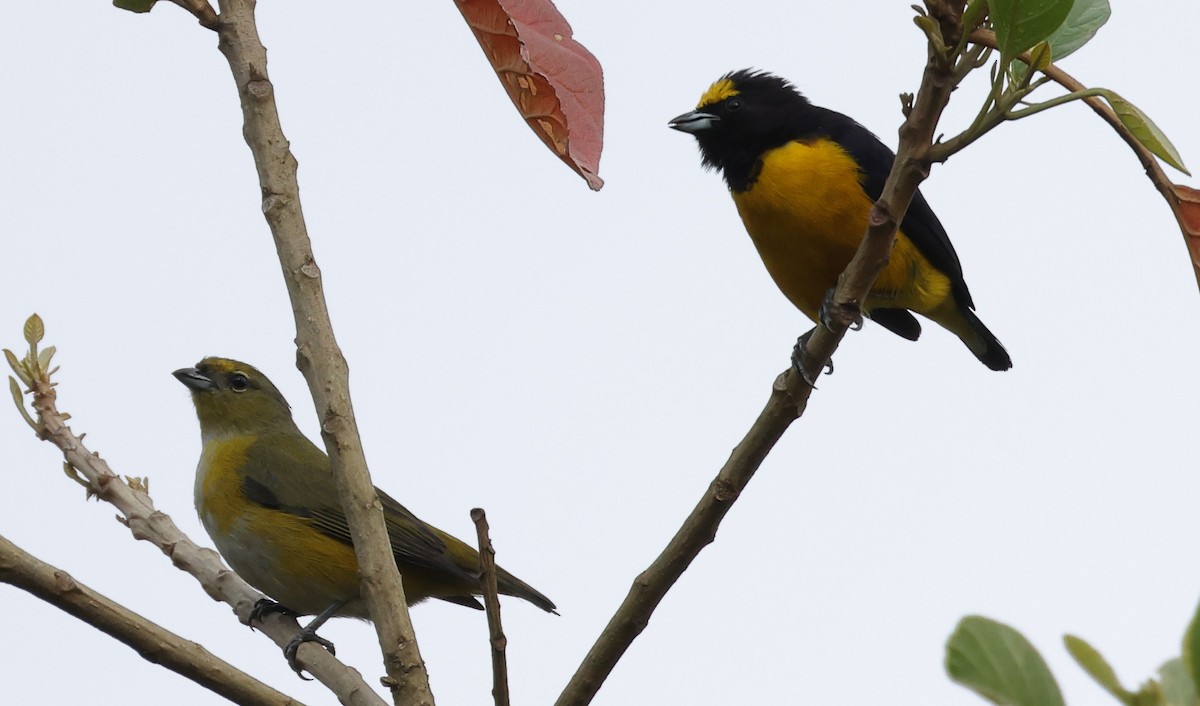 オジロスミレフウキンチョウ - ML646544571