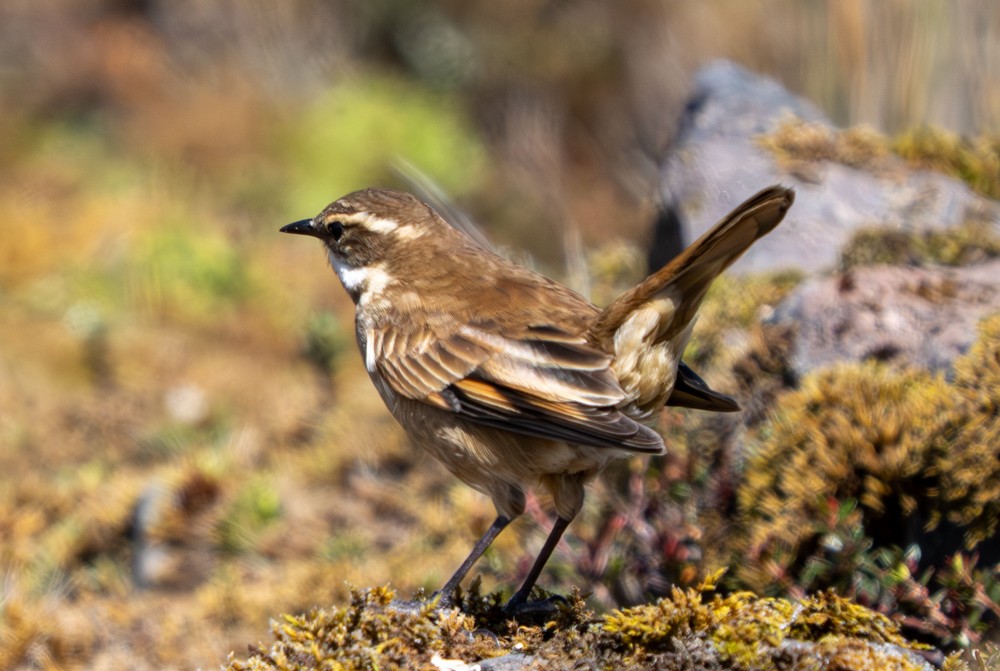 Cinclode à miroir marron - ML646544572