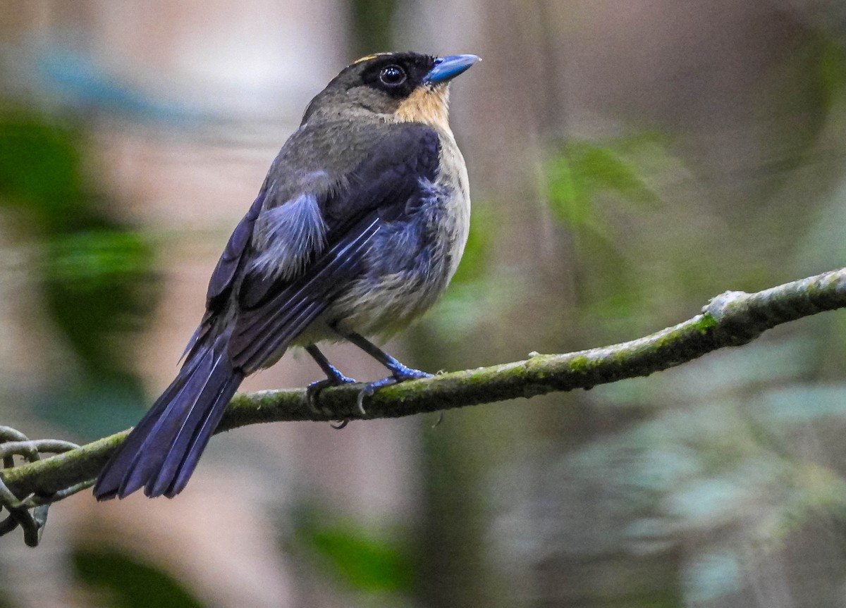 Black-goggled Tanager - ML646544573