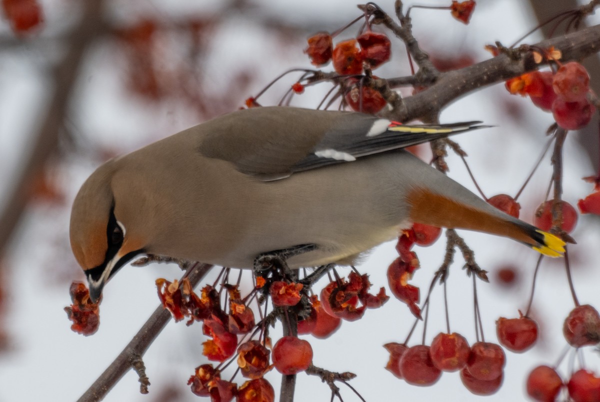 Bohemian Waxwing - ML646544574