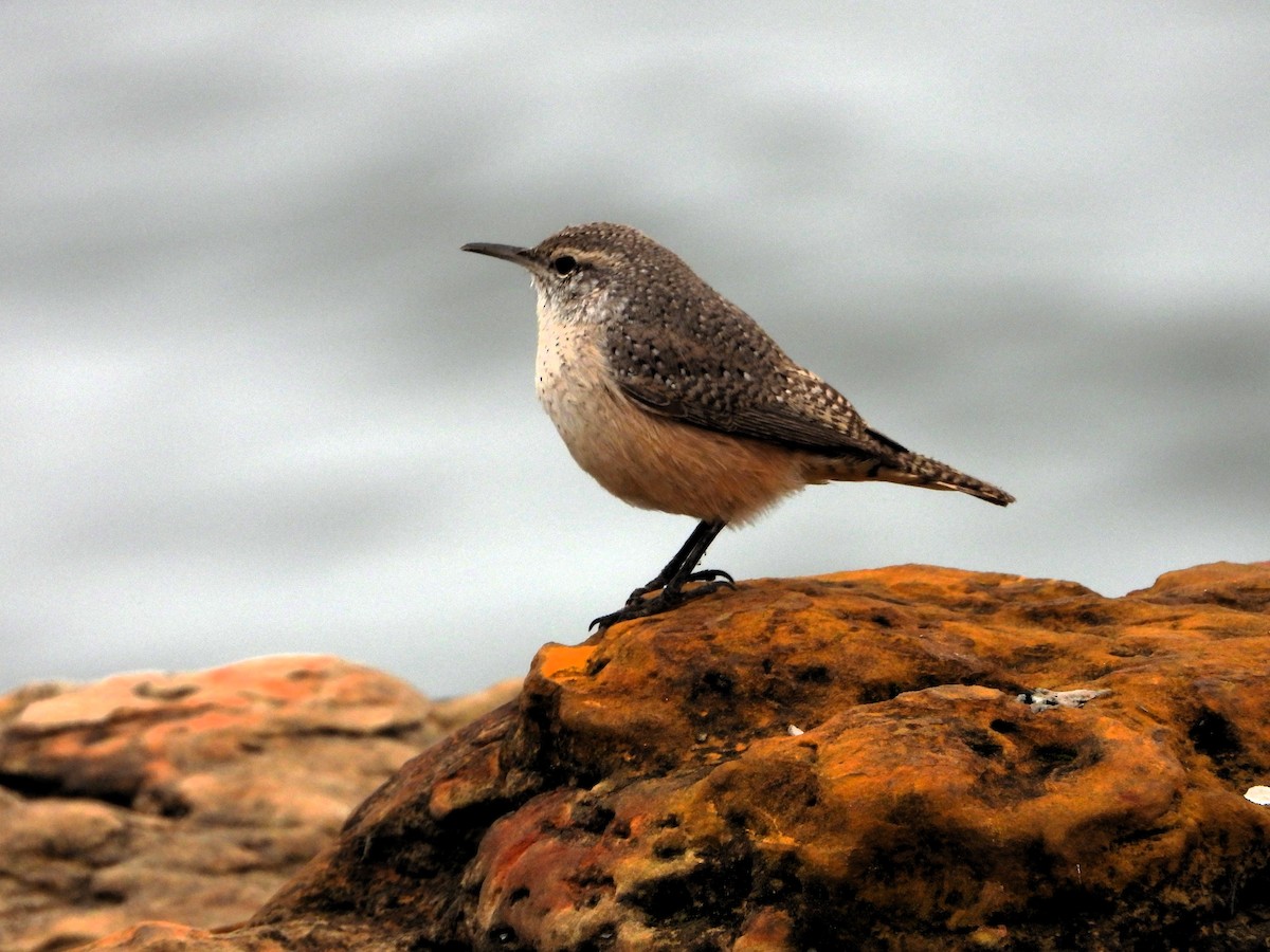 střízlík skalní - ML646544575