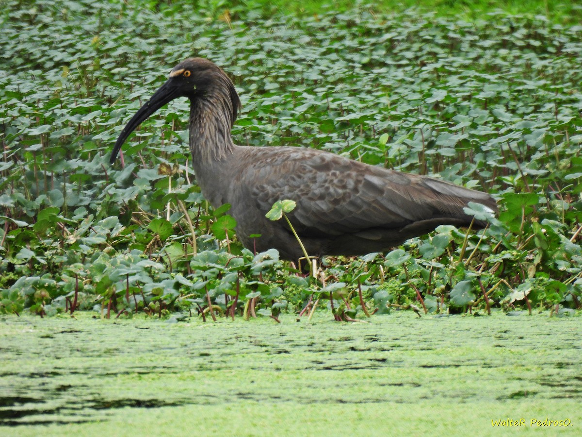 Plumbeous Ibis - ML646544576