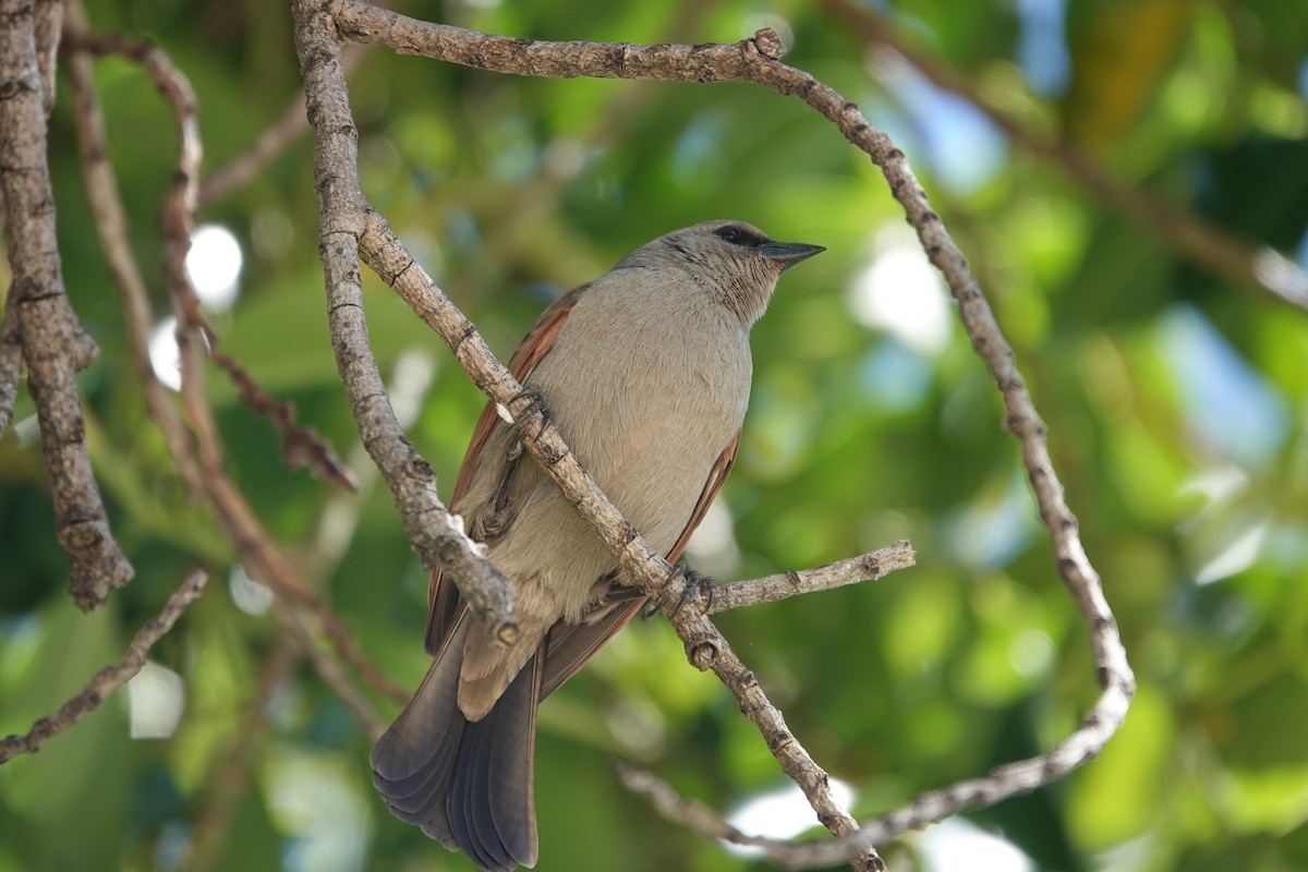 Grayish Baywing - ML646544577