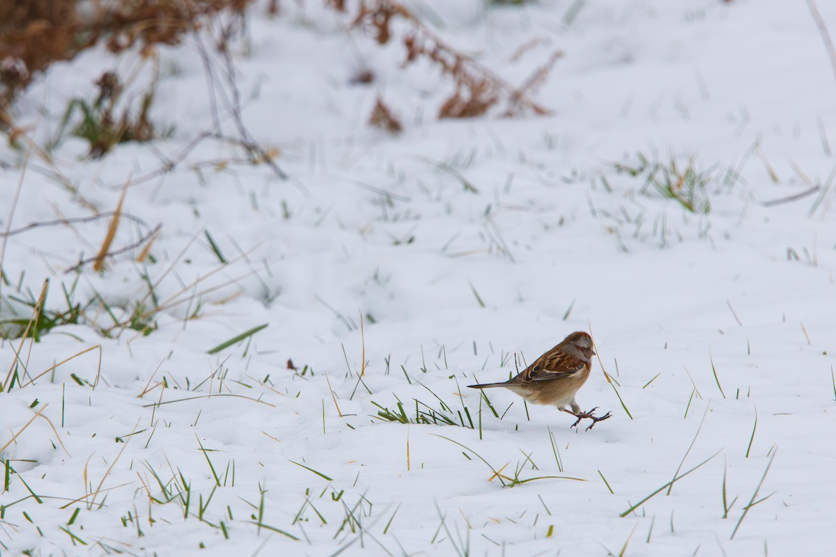 American Tree Sparrow - ML646544578