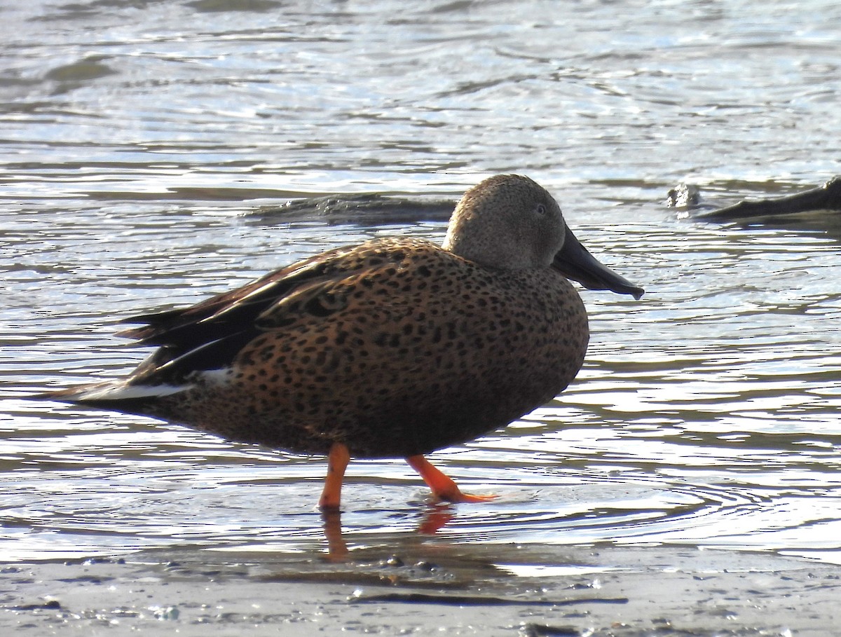 Red Shoveler - ML646544581