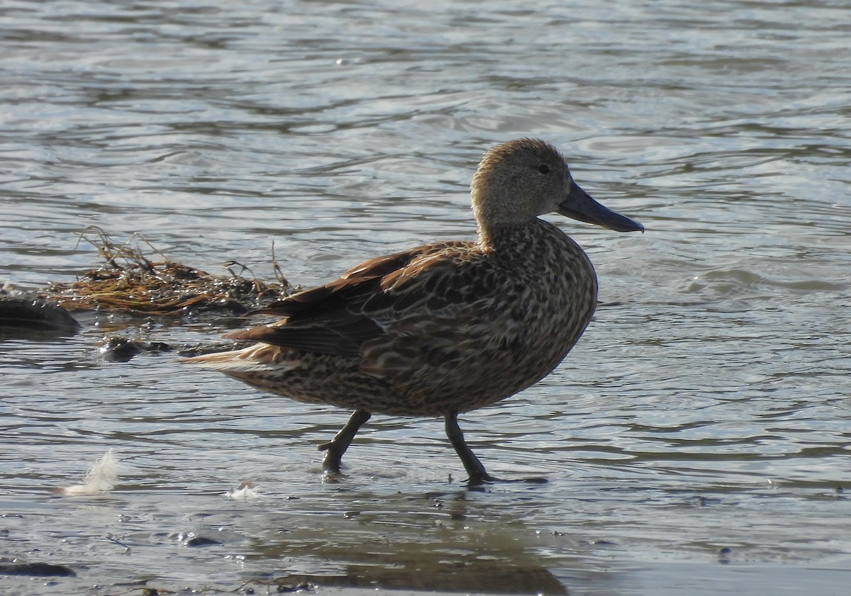 Red Shoveler - ML646544582