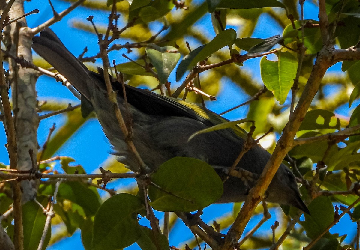 Golden-chevroned Tanager - ML646544586