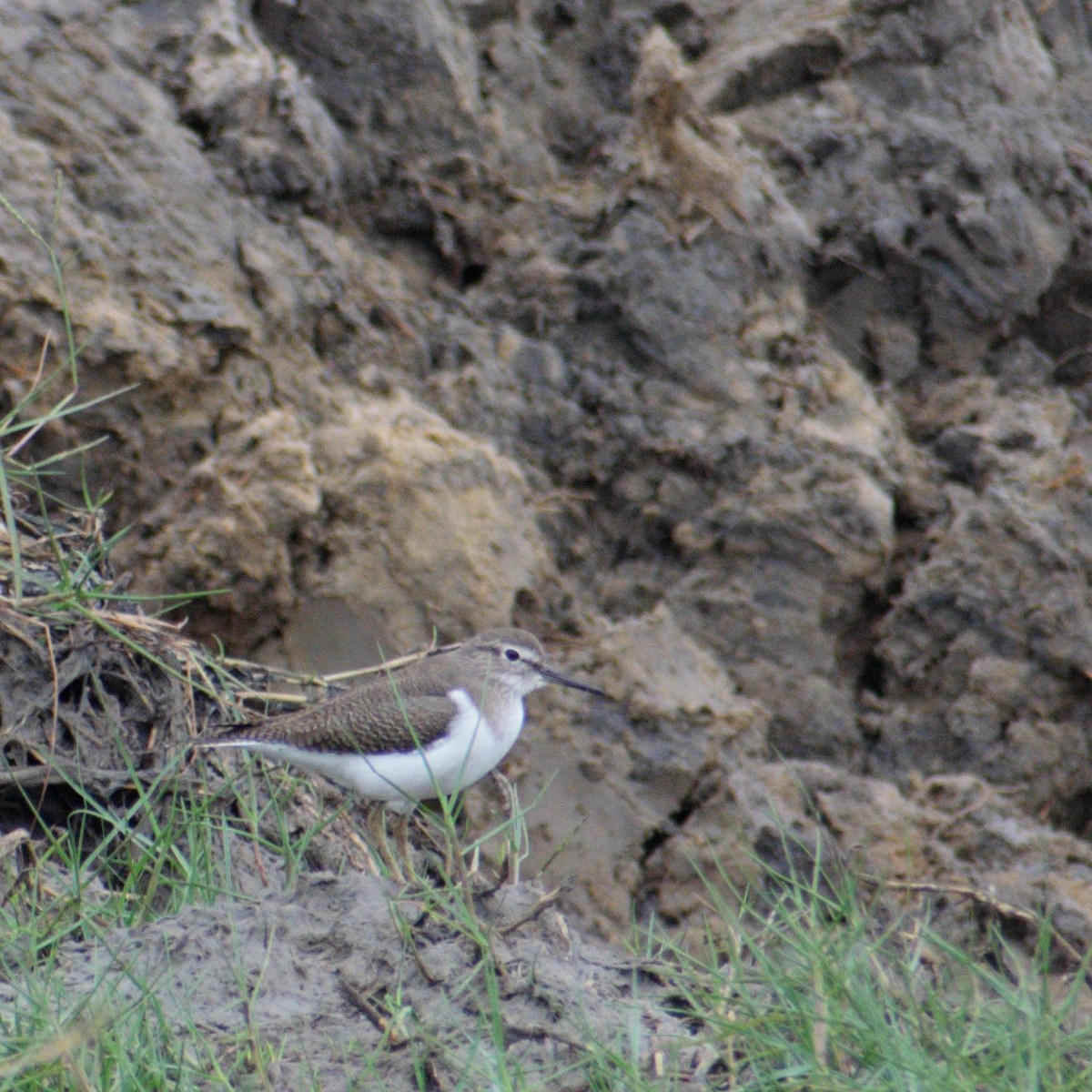 Dere Düdükçünü - ML646544588