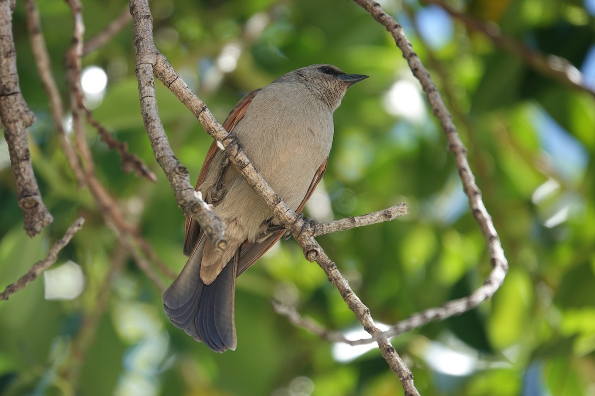 Grayish Baywing - ML646544589