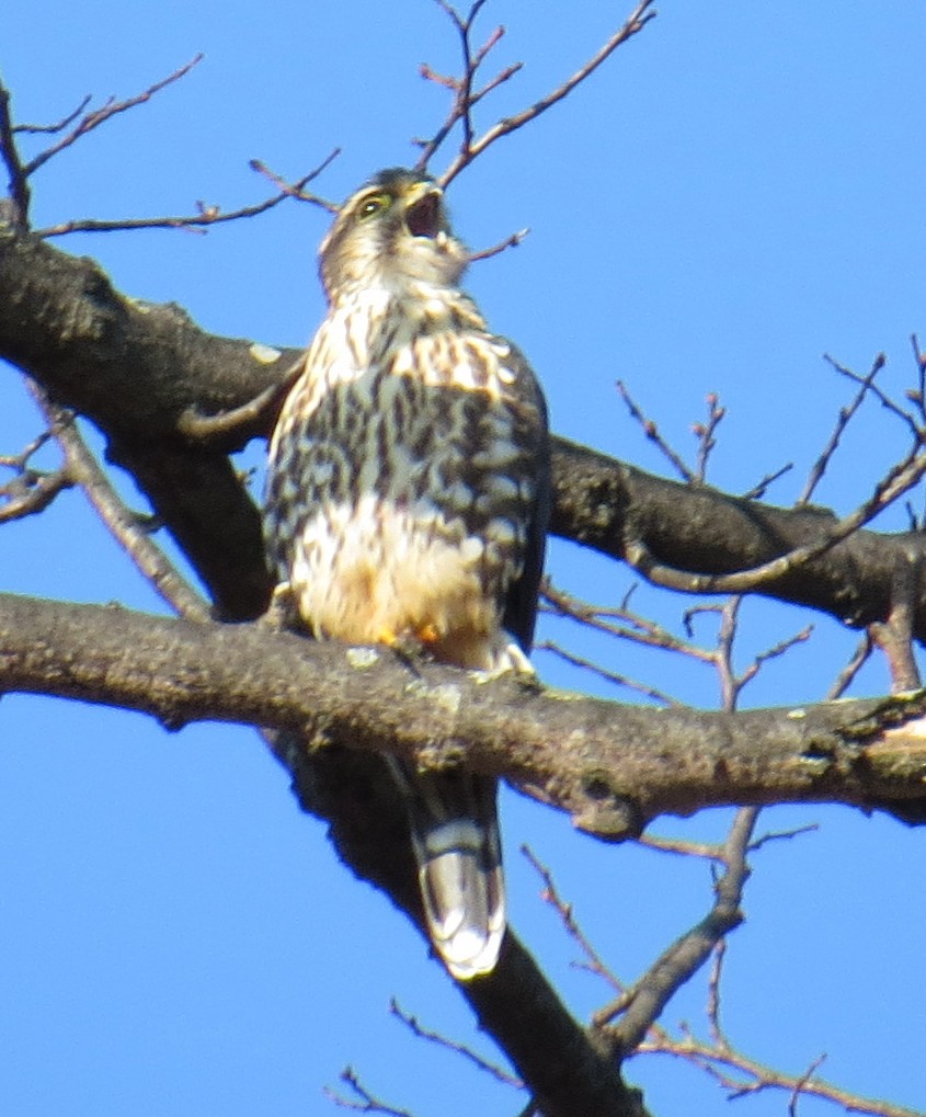 Merlin - ML646544591