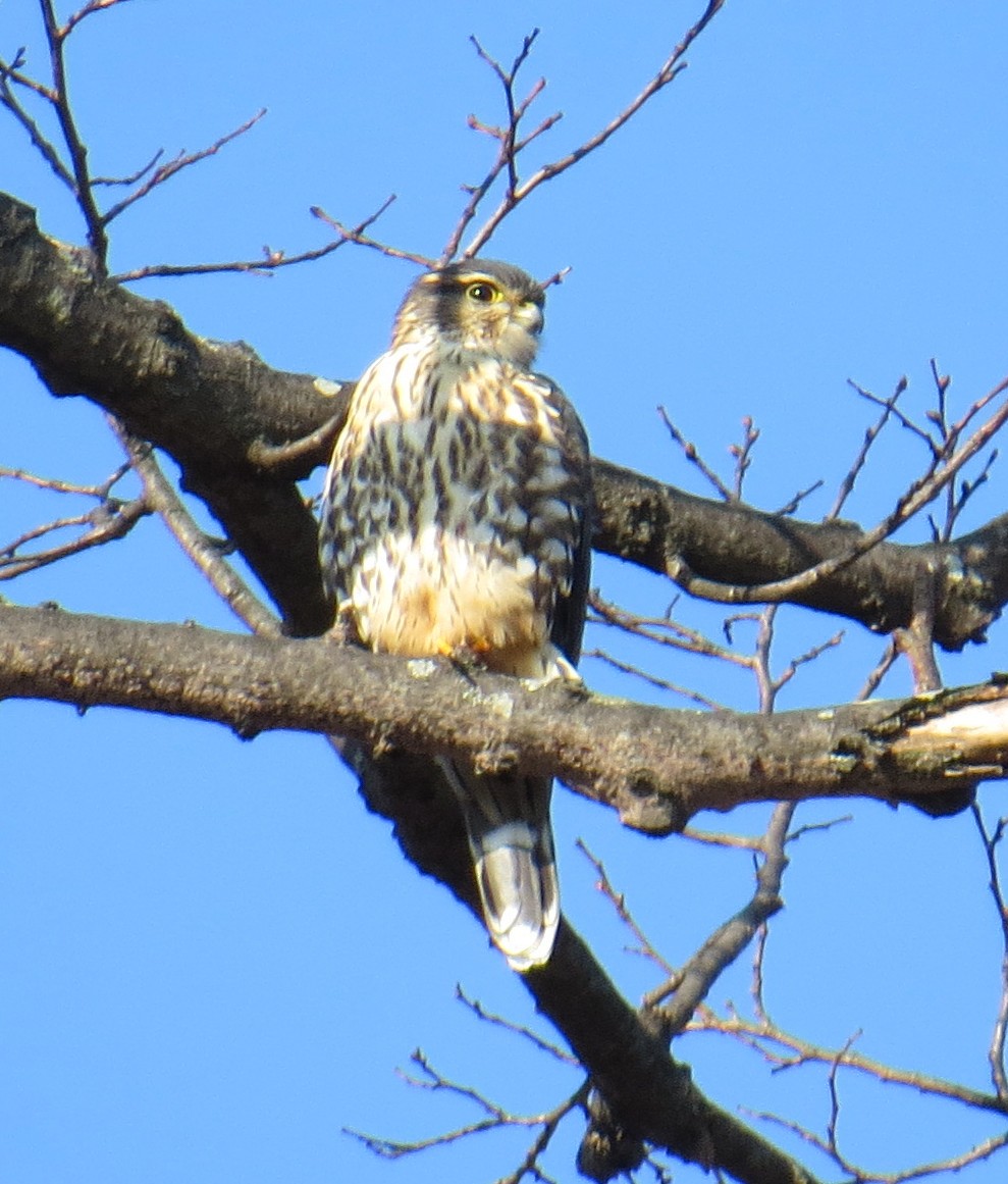 Merlin - ML646544592