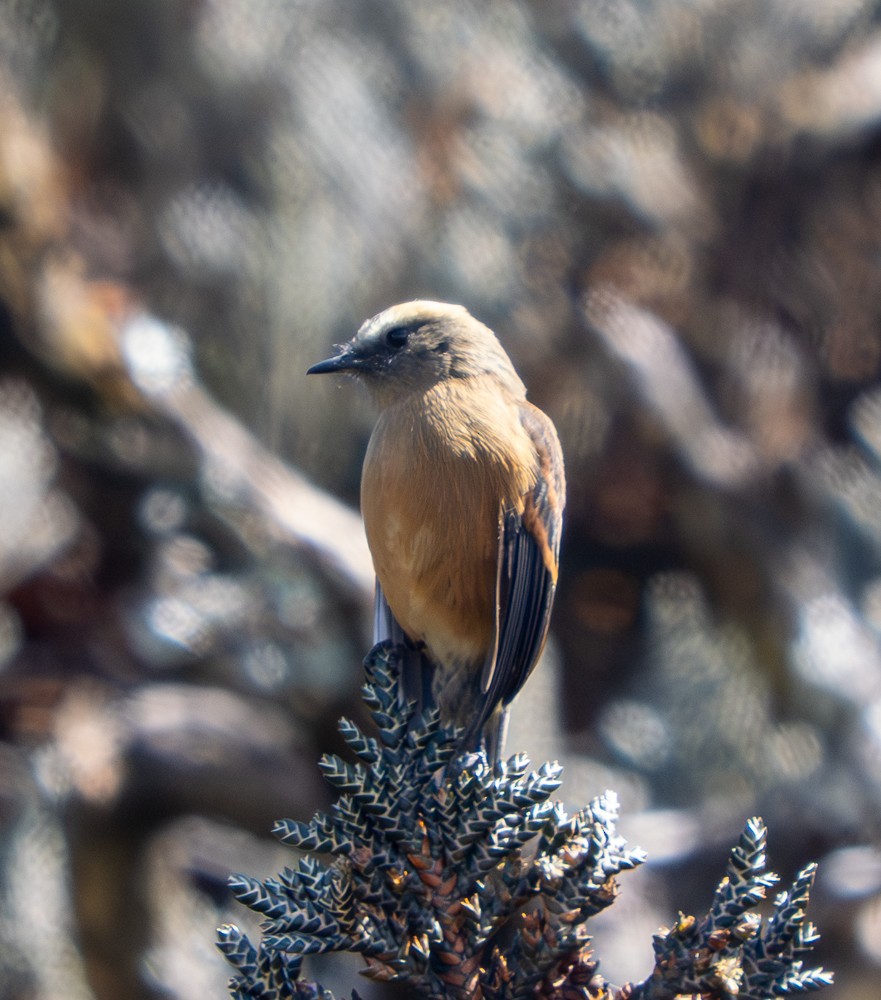 Pitajo à dos brun - ML646544594