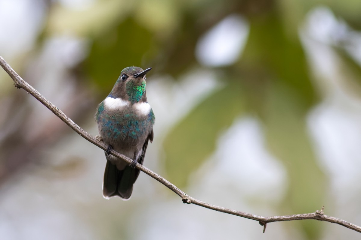 Hyacinth Visorbearer - ML646544596