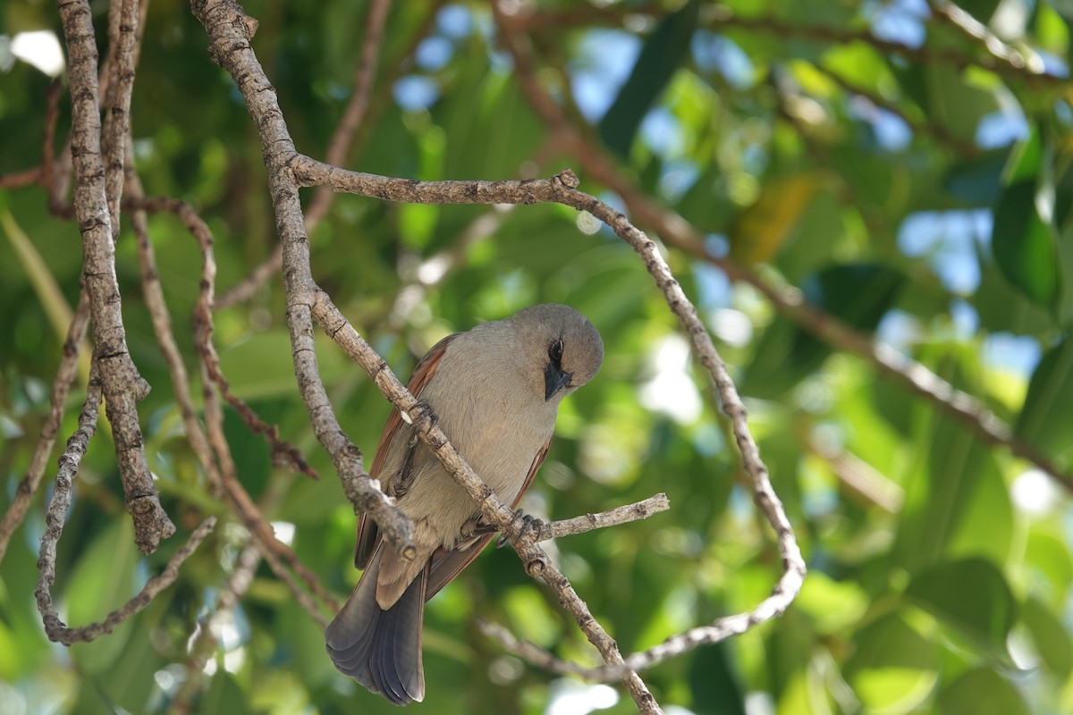 Grayish Baywing - ML646544597