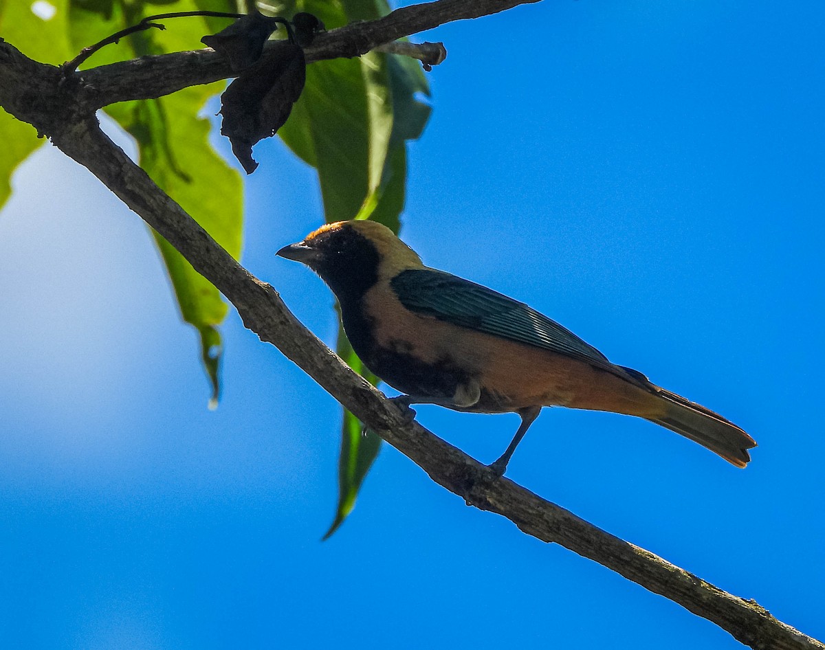 Burnished-buff Tanager - ML646544598