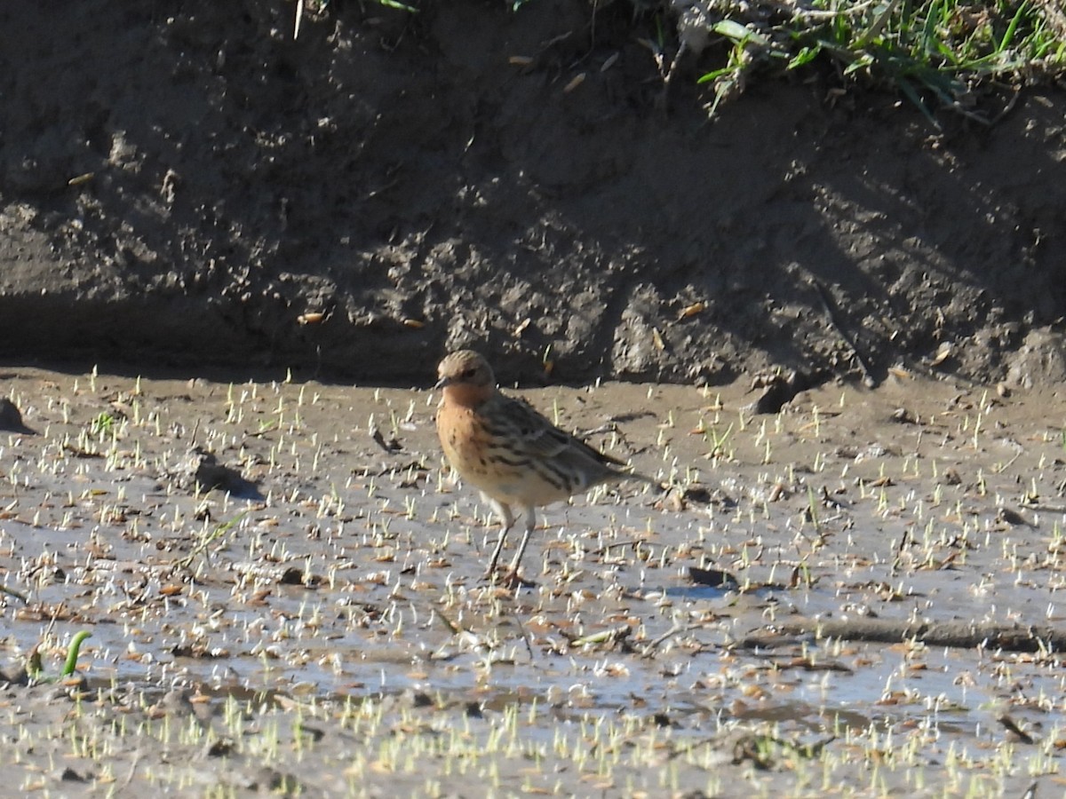 Pispola golarossa - ML646544600