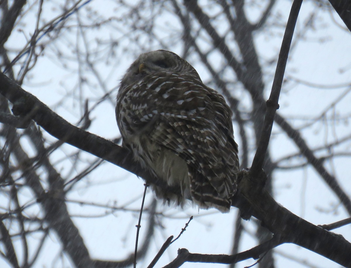 Barred Owl - ML646544606