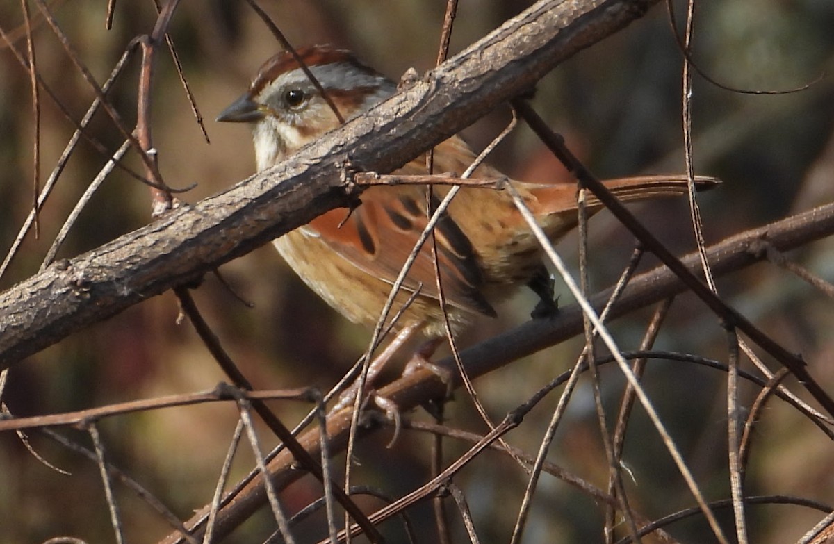 Swamp Sparrow - ML646544608