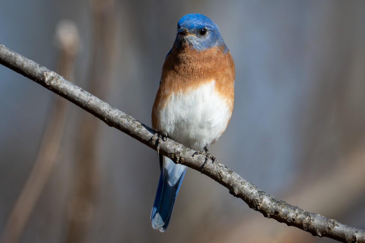 Doğulu Mavi Ardıç - ML646544612